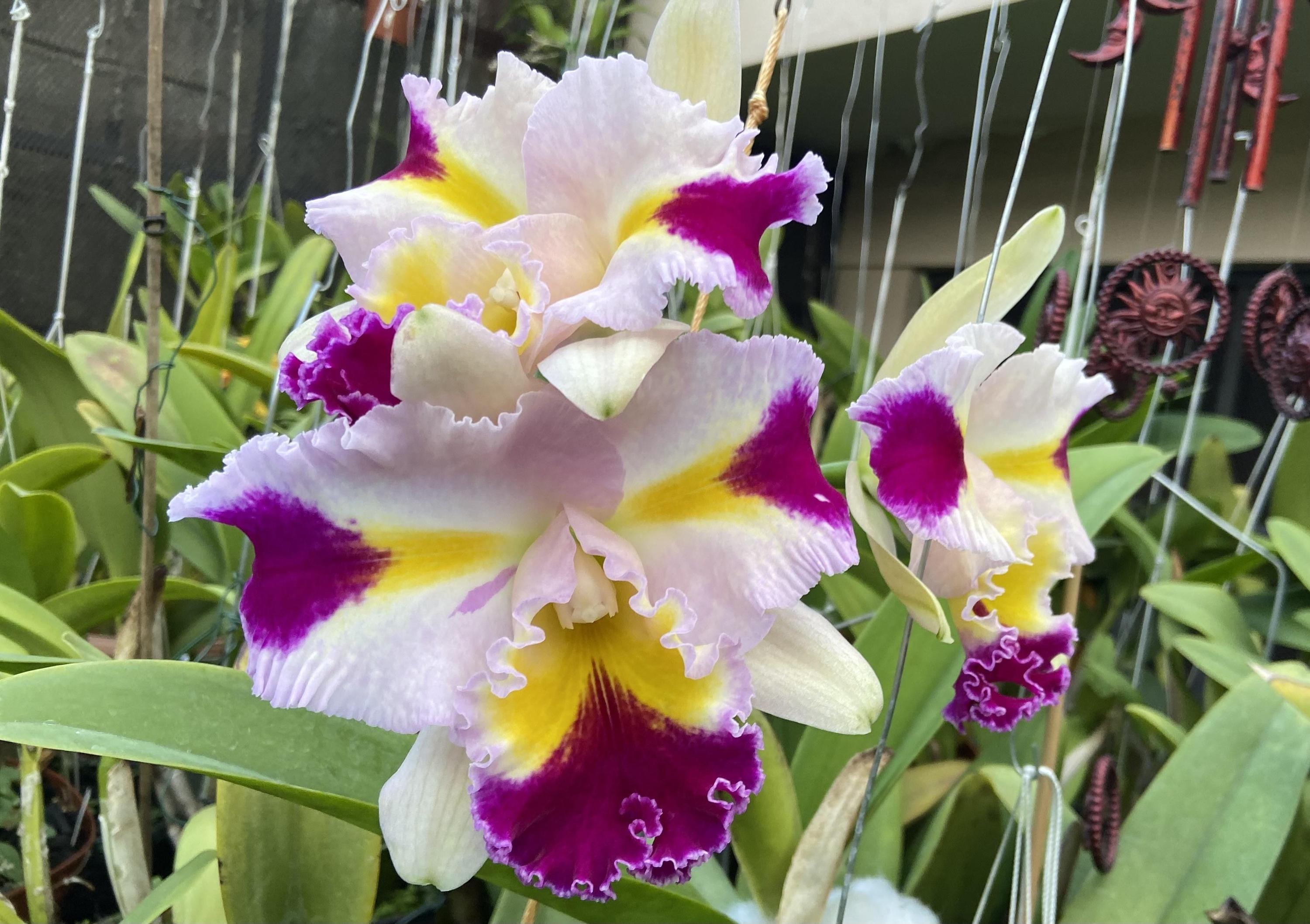 Cattleya Platinum Sun X Patchara Delight X Amazing Thailand Orchid
