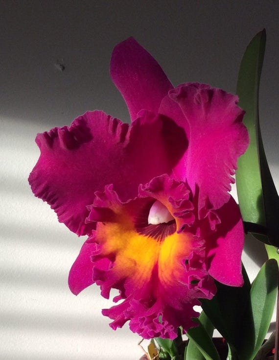 Rhyncholaeliocattleya Yoko Kilbourne, Hawaii Hybrid Orchid Plant