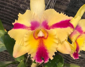 Rhyncholaeliocattleya Orchid Thaksina Candy 'no. 2' - Etsy