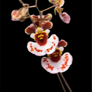 Tolumnia orchid - mixed colors.  massive mounted plants