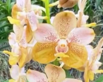 Vanda Deb Boersma Orchid - blooming size plant yellow bronze fragrant flowers