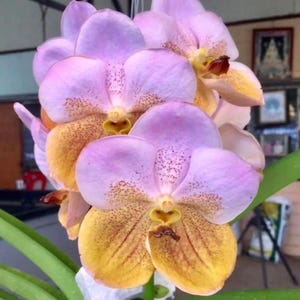 May include: Close-up of a cluster of orchid blossoms. The petals are a soft lavender color, transitioning to a vibrant yellow with brown speckles. The flower's center is a bright yellow with a dark brown stamen.