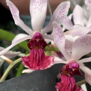 Vanda kimballiana -rare compact orchid