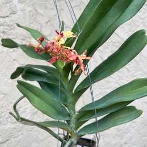 Renanthera storiei x Rhynchostylis gigantea Alba orchid