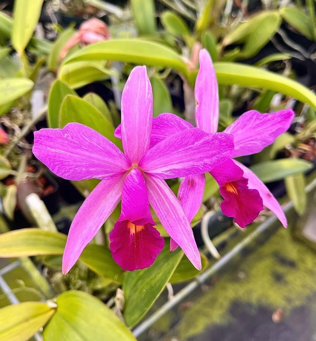 Laelia Anceps Roeblingiana X Cattleya Violacea S/a Flammea 'martha