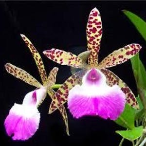 Brassocattleya Theresa Ricci orchid  4.5” pot