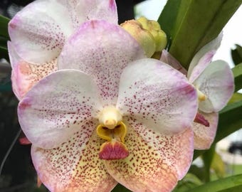 Vanda Arucha Orchird