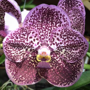 vanda somsri gold x kulwadee fragrance orchid