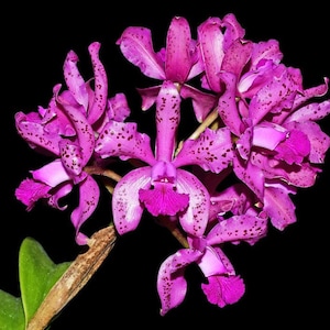 Laeliocattleya Victoria Muñoz- Laeliocattleya Mi Morena x C. amethystoglossa orchid plant
