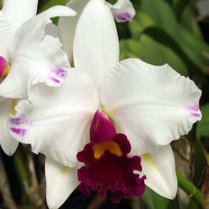 Brassolaeliocattleya magic melody x Lc Joanne rose alaba  orchid -blooming size