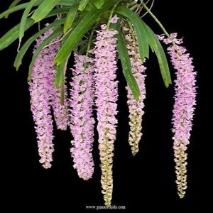 Rhynchostylis retusa- double  plant orchid