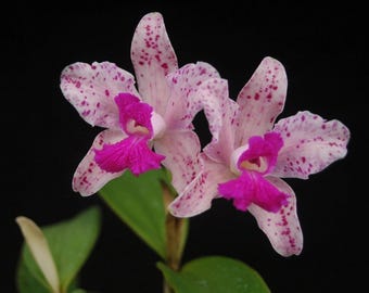 cattleya amethystoglossa flamea x titan orchid plant - blooming size