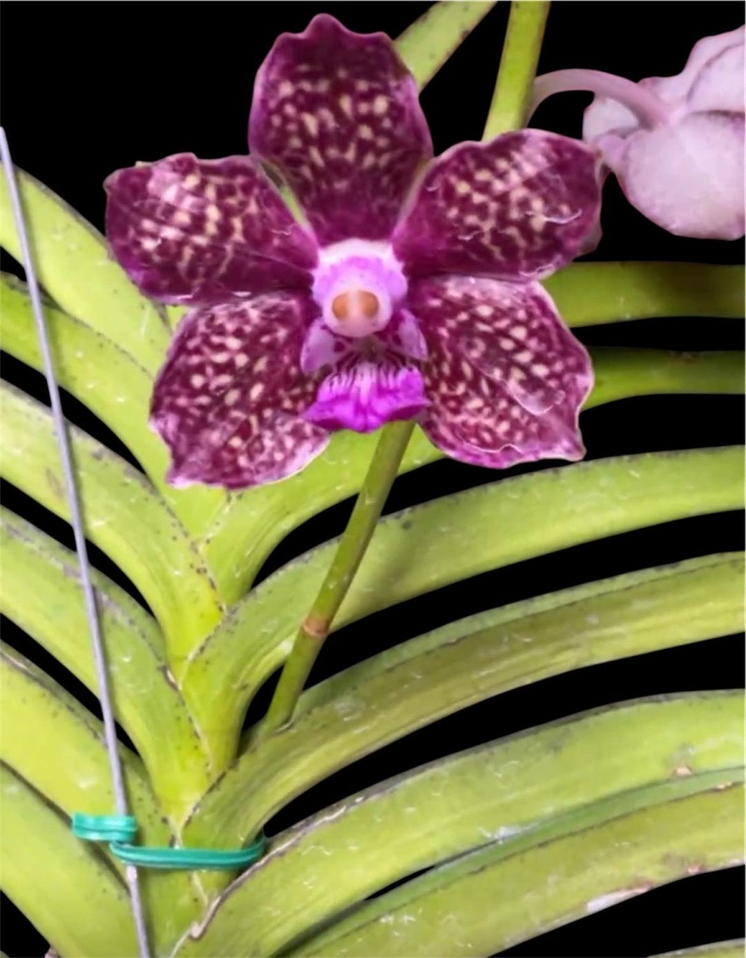 【コミケ】 超レア VIP VENUS in Paradise アンカットシート Vanda Thailand X Tessellata X Mimi Palmer Orchid - Blooming Pls