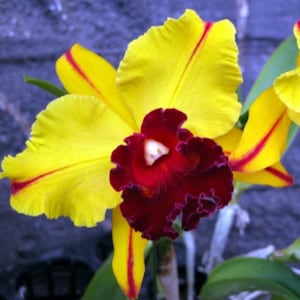 Cattleya Small World x Cattleya Toshie Aoki orchid - compact mature blooming size