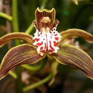 May include: A Cymbidium orchid flower featuring elongated petals with brown and yellow striped patterns. The central labellum is white with distinct red spots and markings, surrounded by a yellow-edged hood-like structure at the top of the bloom.