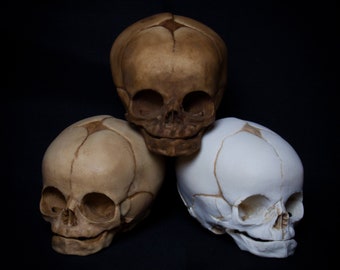 Réplique du crâne de fœtus