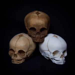 Fetal Skull Replica - Detailed Human Fetus Skull Model - Anatomical Calavera for Education and Collectors