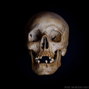 Adult human skull replica