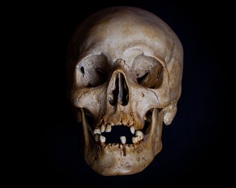 Adult human skull replica