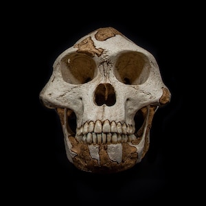 May include: A detailed, front-facing view of a human skull against a black background. The skull is off-white with areas of brown, showcasing the bone structure, eye sockets, nasal cavity, and teeth. The skull appears to be a replica or model.