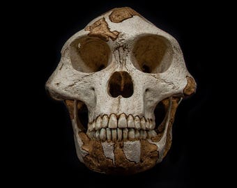 Lucy Skull Replica - Australopithecus afarensis - Light Tones Paleoanthropology Model