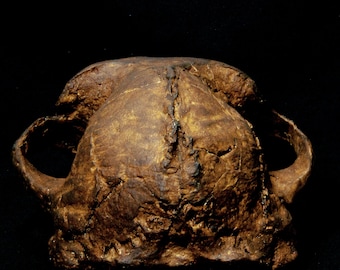 Paranthropus boisei Skull Replica - Hominid Cranium - Prehistoric