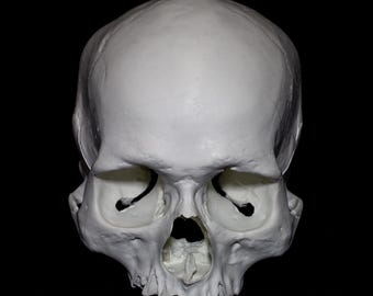 RUDY White Human Skull Replica Life Size Anatomical Skull Model for Artists Study Decor Non Mandible