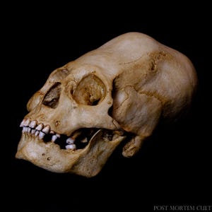 Replik eines länglichen menschlichen Schädels – Nazca-Schädel – Original-Paraca-Schädel – anatomischer Studienschädel – historische Replik – seltenes Objekt.