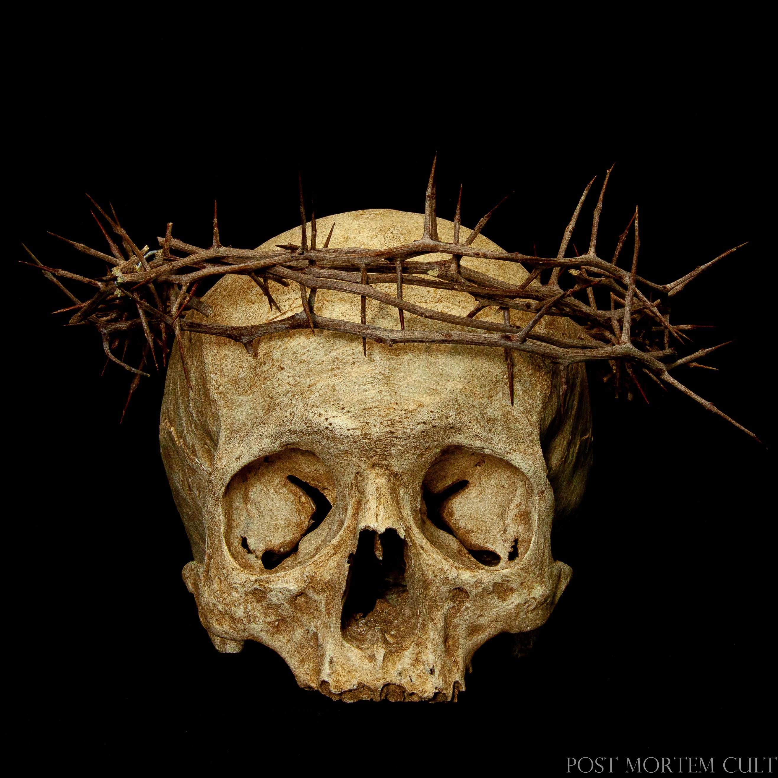 Devotio Skull – Human Skull Replica With Crown of Thorns – Ossuary