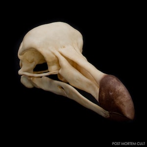 Puede incluir: Primer plano de un cráneo de dodo sobre fondo negro. El cráneo es blanquecino con un pico marrón. La iluminación resalta la estructura ósea y la textura. El texto "POST MORTEM CULT" está en la esquina inferior derecha.