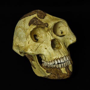 May include: A close-up of a fossilized human skull with teeth. The skull is light brown and yellow with some darker brown patches. The skull is tilted to the right and the teeth are visible.