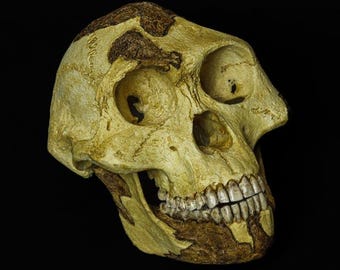 Australopithecus afarensis Lucy Skull Replica - Dark Tones - Paleoanthropology Fossil Model