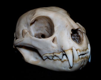 Schädelreplik des Iberischen Luchses | Lynx pardinus | Lebensgroßer Tierschädel | Realistisches anatomisches Luchsschädelmodell | Knochenreplik