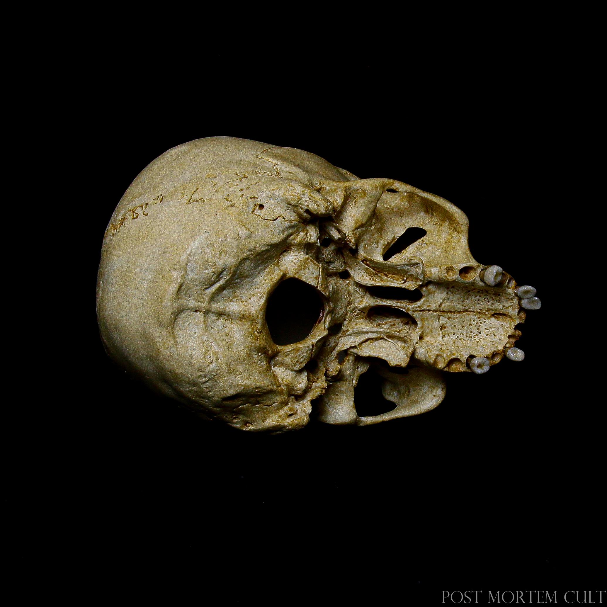 Realistic Resin Skull - Anatomical Human Skull Replica
