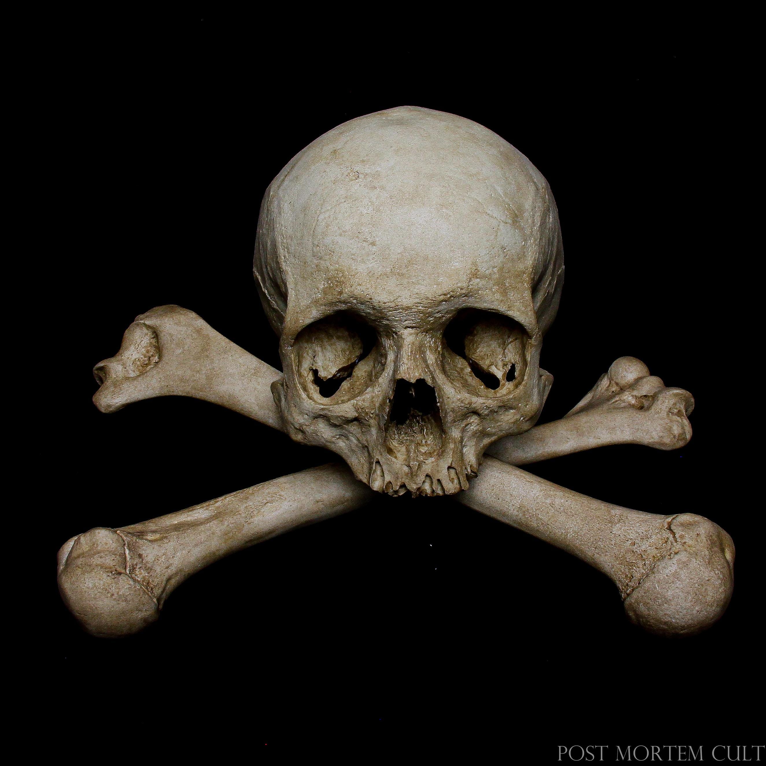 Sedlec Ossuary Skull Replica – Memento Mori Skull Decor – Gothic 