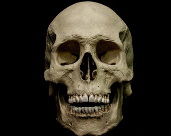 May include: A detailed, frontal view of a human skull against a black background. The skull is off-white with visible teeth and nasal cavity. The image is well-lit, highlighting the bone structure. The text "POST MORTEM CULT" is visible at the bottom right.