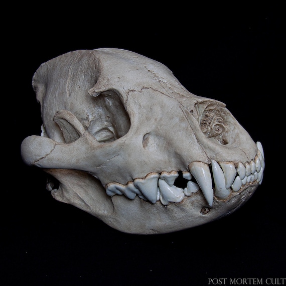 Hyena Skull Replica – Crocuta Crocuta – Anatomical Model Scale 1:1