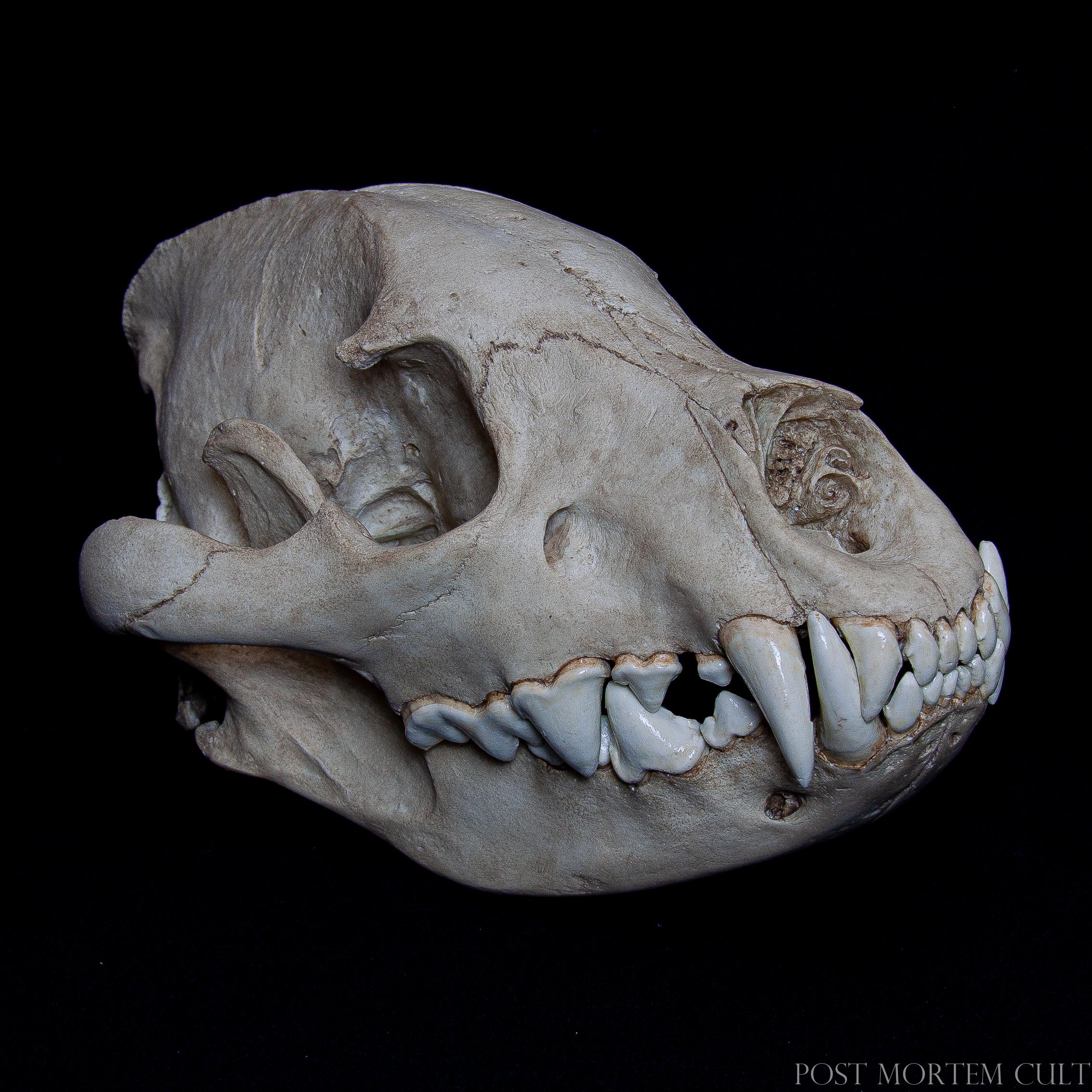 Hyena Skull Replica – Crocuta Crocuta – Anatomical Model Scale 1:1