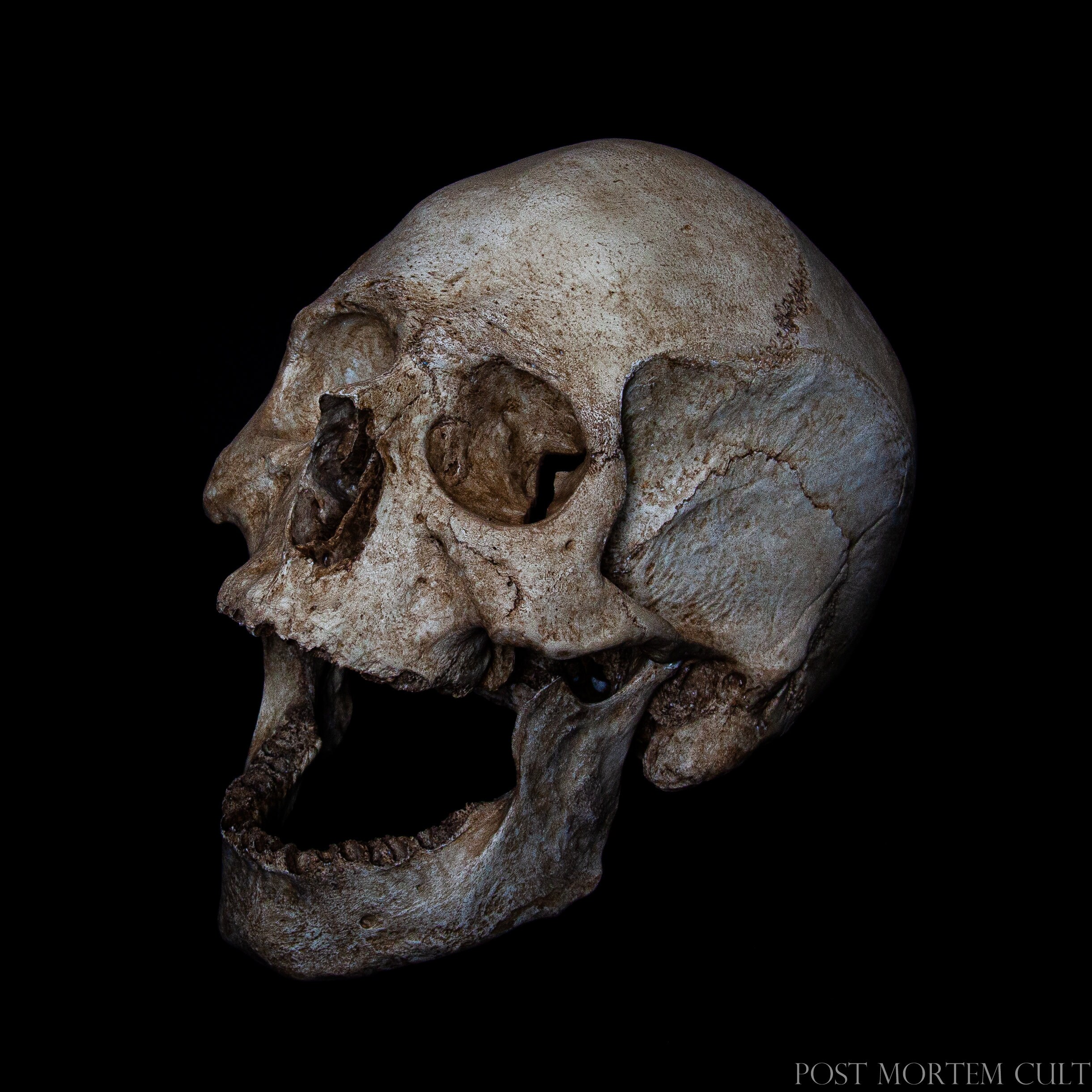 Human Skull Replica – Life Size 3D Printed Bone White | Gothic Décor - UK - View #2