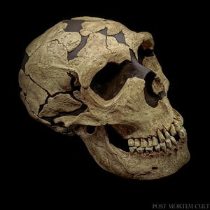 May include: A detailed, side profile of a fossilized skull against a black background. The skull is a light tan color with dark brown sections and visible cracks. The teeth are intact. The text "POST MORTEM CULT" is at the bottom.