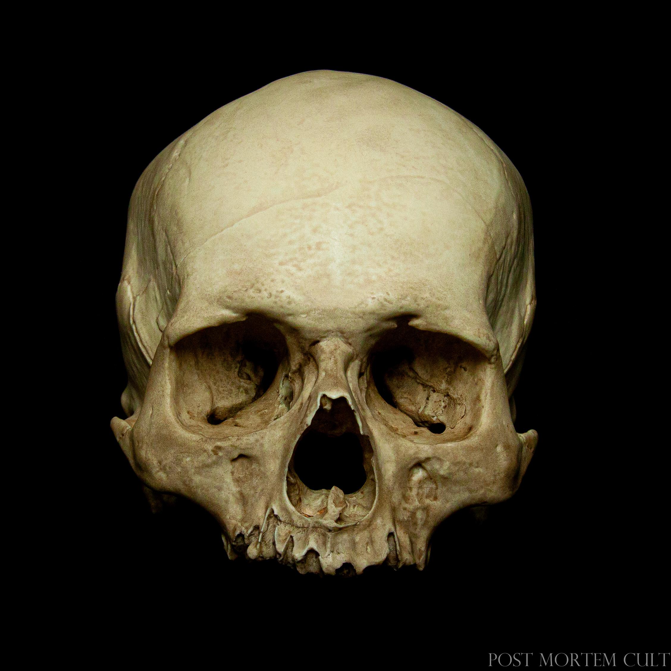 Crâne Humain Décoratif en résine Décoration Calavera Mexicaine