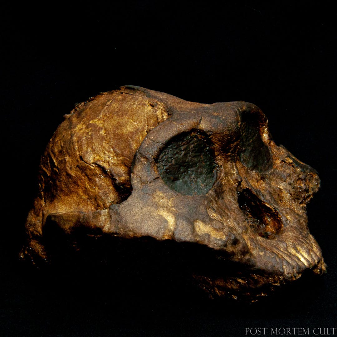 Paranthropus boisei Skull Replica - Hominid Cranium - Prehistoric