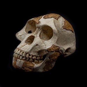 May include: A detailed, side profile of a human skull replica, showcasing the bone structure. The skull is primarily off-white with patches of brown, set against a black background. The teeth are visible, and the eye sockets are prominent.