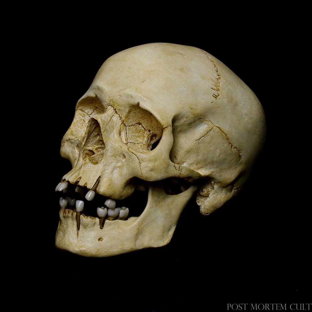 Realistic Resin Skull - Anatomical Human Skull Replica