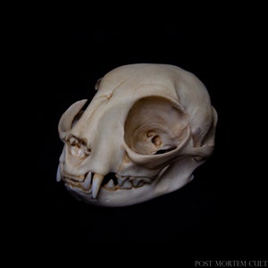Puede incluir: Un primer plano de un cráneo de animal blanco con dientes visibles. El cráneo está aislado sobre un fondo negro.