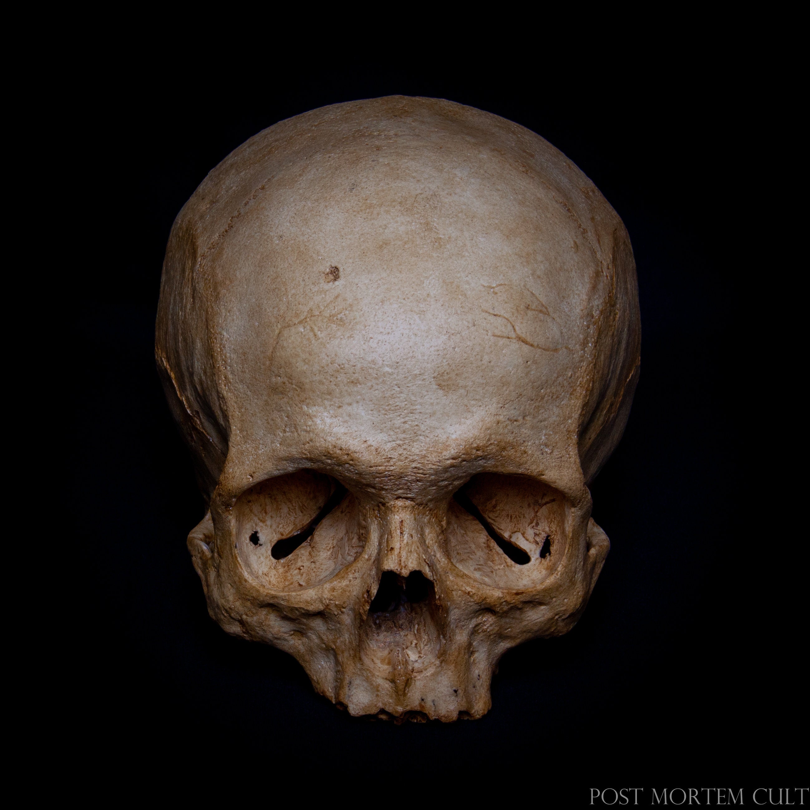 Amazon.com: READAEER Human Skull with Rose Resin Statue