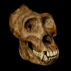 May include: A close-up of a brown primate skull with visible teeth. The skull is set against a black background.
