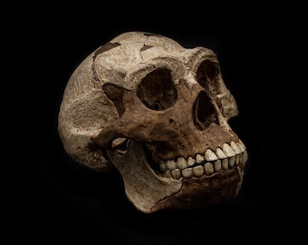 Homo erectus Skull Replica – Peking Man | Museum Quality Paleoanthropology & Archeology Collectible
