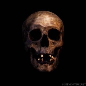 Realistic Human Skull Replica - Life-Size, Dark Tones, Anatomical Decor, Handcrafted, Accurate - handmade - human skull