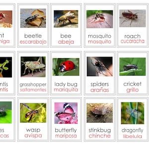 Insects Flash Cards/English/Spanish/Teacher Resources/PDF